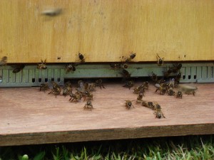 API abeilles élevage (35)