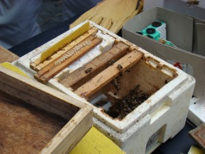 API abeilles élevage (22)