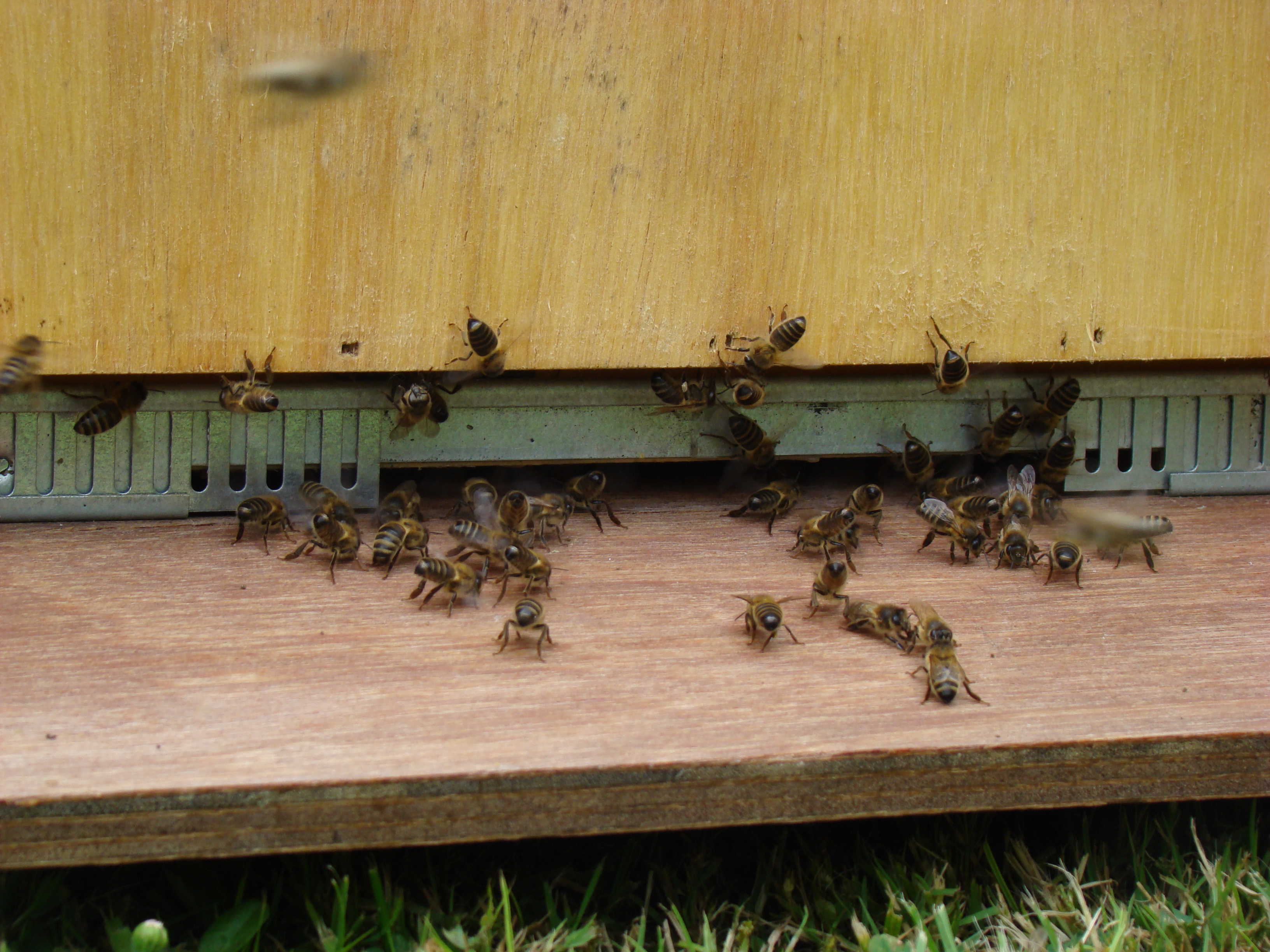 API abeilles élevage (35) – Abeille du Hain